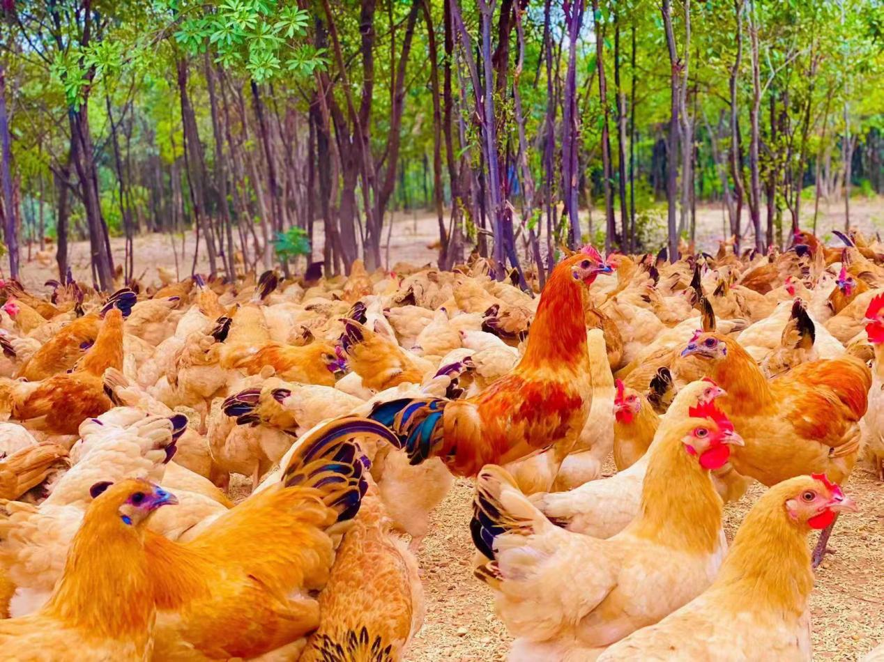 beat365正版唯一官网必一多措并举开创乡村振兴工作新局面_fororder_03