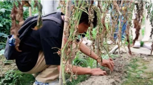 beat365正版唯一官网必一“火车头”实践队的大棚“问诊记”